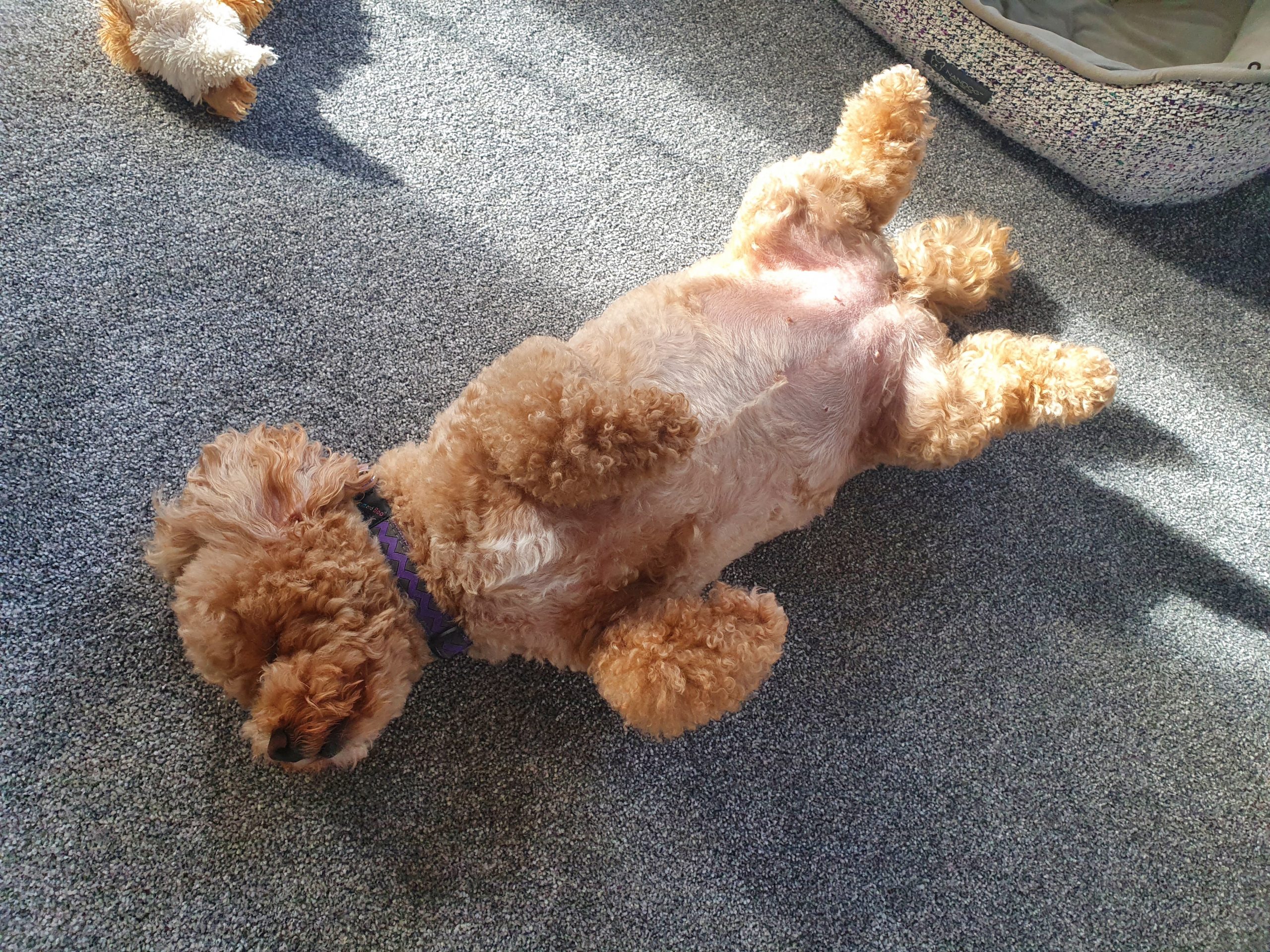 Phoebe - Deanna & Pats Dog